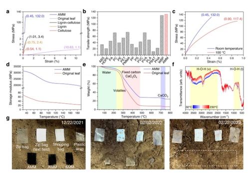 將枯葉轉化為活性多功能材料,如蒸發器 光催化劑和生物塑料